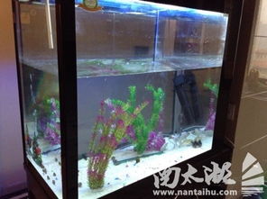 全新與閑置 魚缸與孕產(chǎn)期母嬰用品的巧妙搭配指南